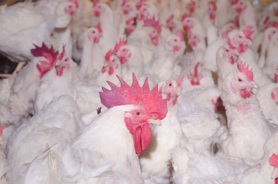 White broiler chickens inside a poultry house